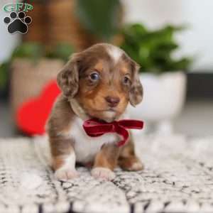 Jake, Dachshund Puppy